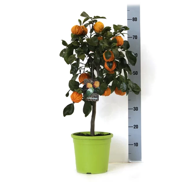 CITRUS AURANTIUM ARANCIO COSTOLEI V 20