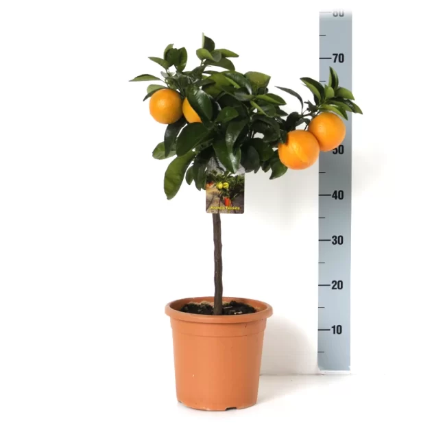 CITRUS AURANTIUM ARANCIO FASCIATA V 20
