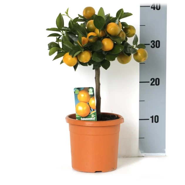 CITRUS MITIS CALAMONDIN V 15