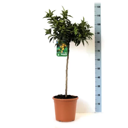 FORTUNELLA MARGARITA KUMQUAT V24